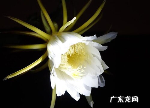 昙花开花温度多少度