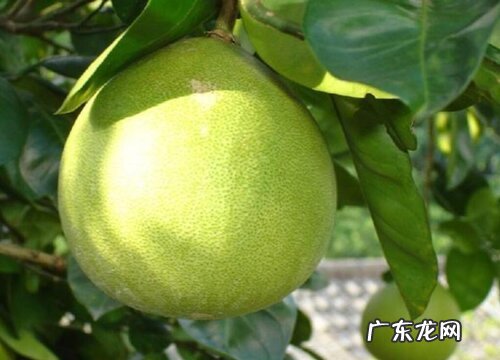 柚子有多少品种