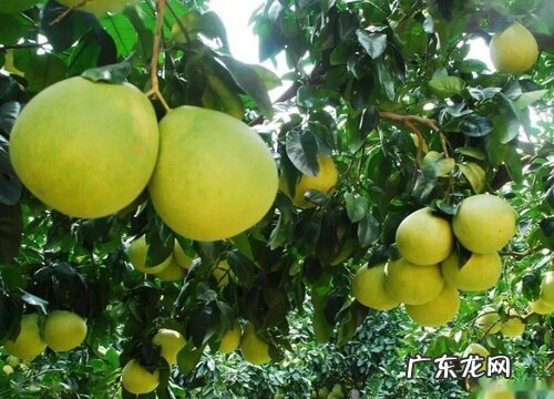 柚子有多少品种