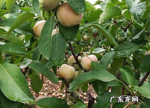 苹果是什么水果