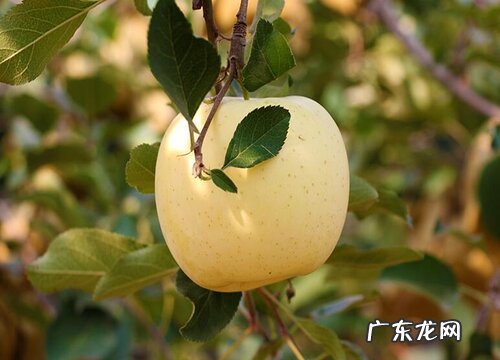 苹果是什么水果