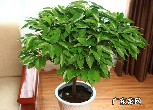 幸福树喜欢阳光吗 是喜阳植物吗