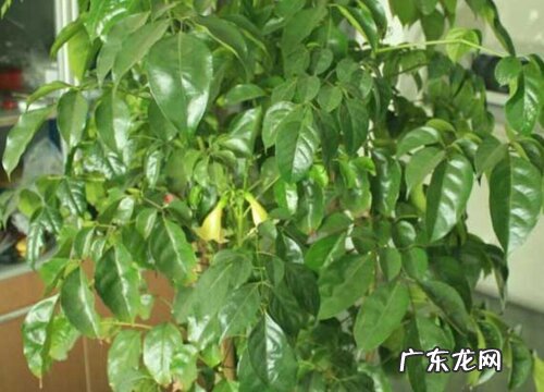 幸福树喜欢阳光吗 是喜阳植物吗