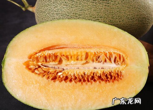 蜜瓜是什么季节的水果
