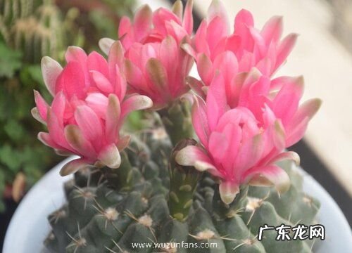 绯花玉用什么盆栽好