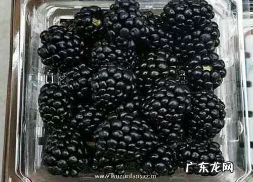 带莓字的水果有哪些