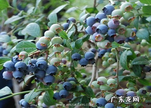 带莓字的水果有哪些