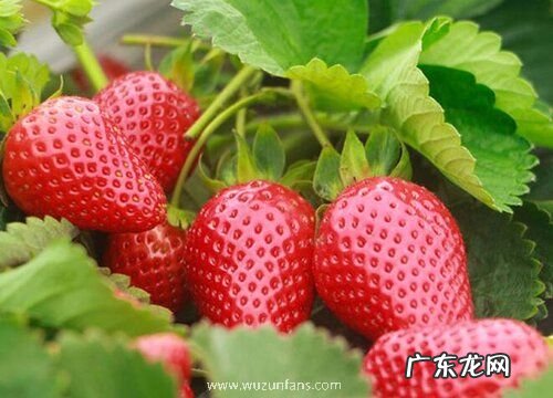 带莓字的水果有哪些