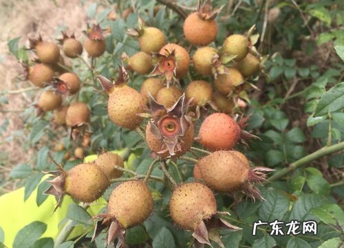 刺梨是什么水果