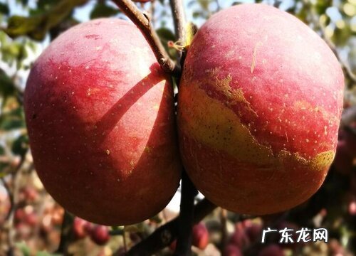 不甜不酸的水果有哪些