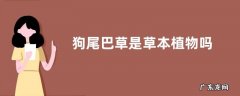 狗尾巴草是草本植物吗