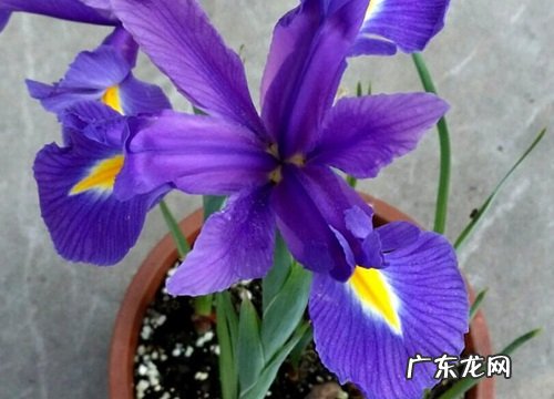 新居送什么花合适