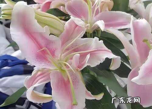 新居送什么花合适