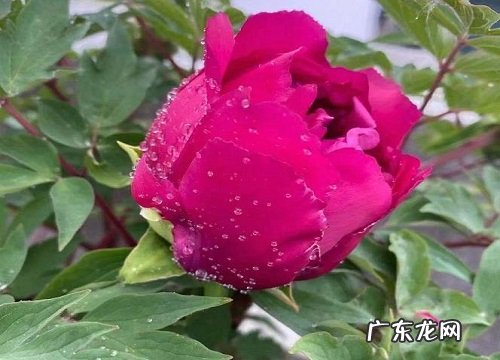 奶奶过生日送什么花合适