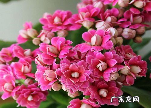 奶奶过生日送什么花合适