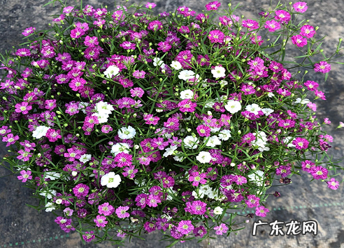 光棍节送什么花合适