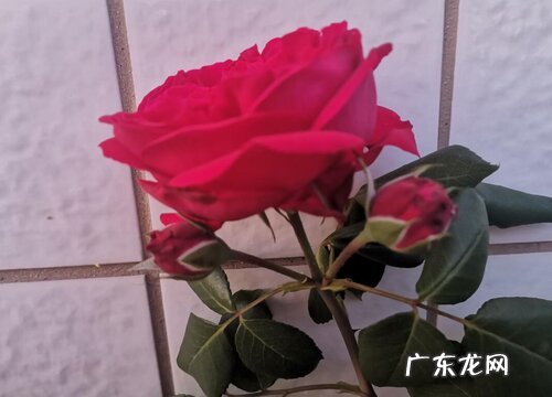 光棍节送什么花合适