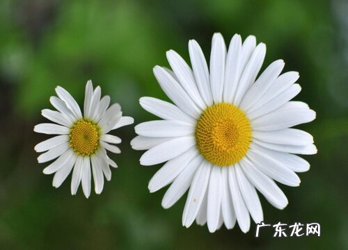 光棍节送什么花合适