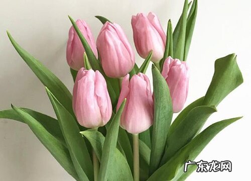 夫妻送什么花合适