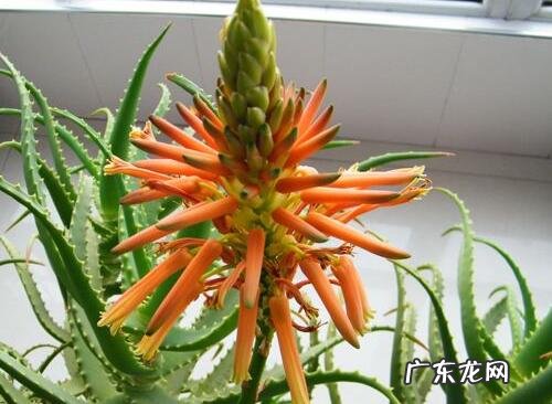 芦荟会开花吗 开花的颜色与样子