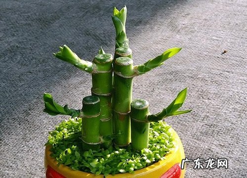 大学毕业送什么花合适