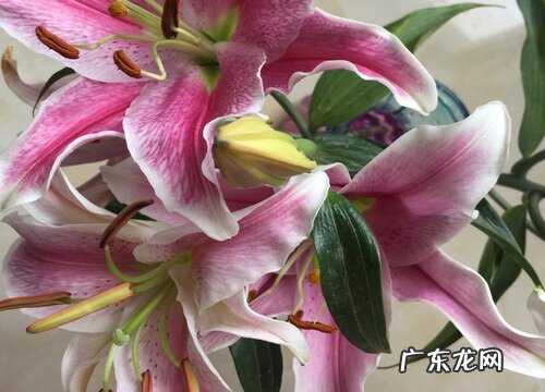 大学毕业送什么花合适