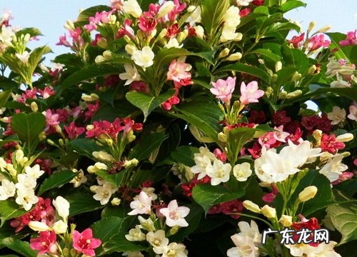 大学毕业送什么花合适