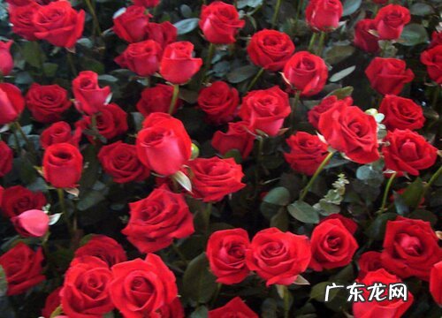 七夕节送什么花合适