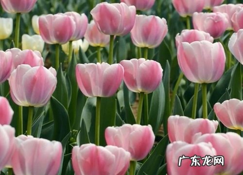 七夕节送什么花合适