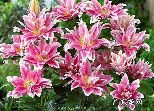 20岁生日送什么花合适