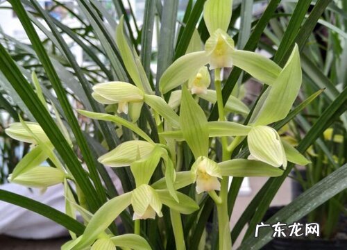 拜佛送什么花合适