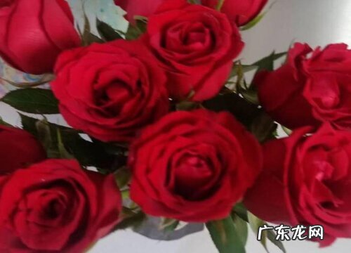 搬迁送什么花合适