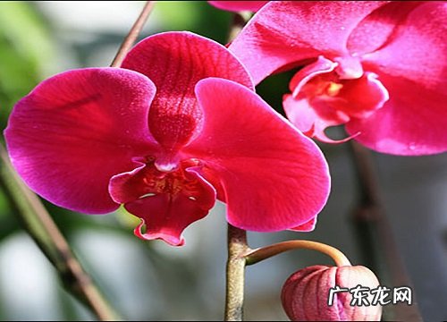 开张送什么花合适