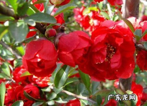 木瓜海棠适合在室内养吗