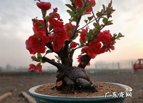 木瓜海棠适合在室内养吗