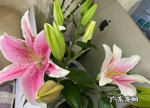 演出送什么花合适