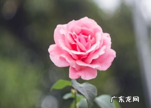 演出送什么花合适