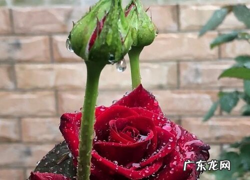 演出送什么花合适