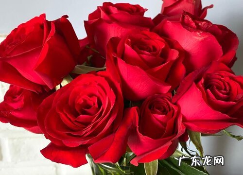 音乐会送什么花合适