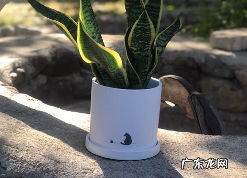 虎皮兰耐阴吗 是耐阴还是喜阳植物