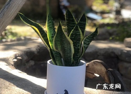 虎皮兰耐阴吗 是耐阴还是喜阳植物