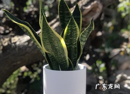 虎皮兰耐阴吗 是耐阴还是喜阳植物