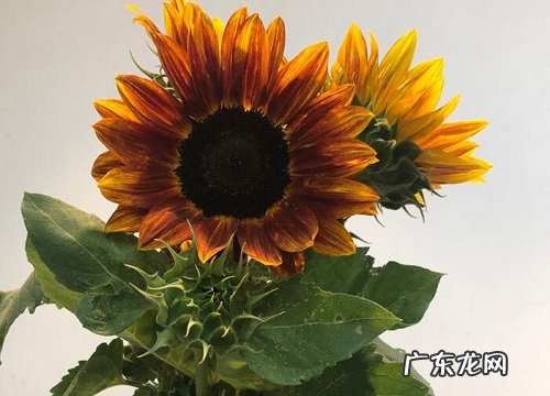 国庆送什么花合适