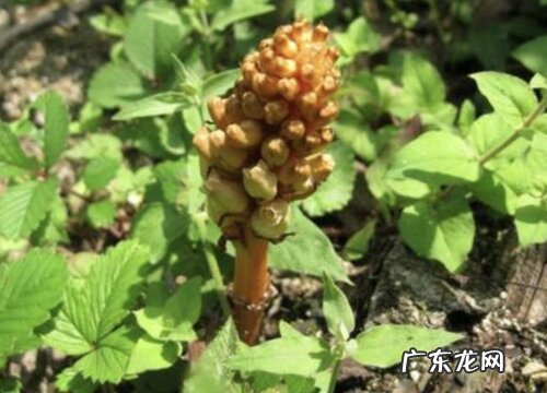 天麻长什么样子