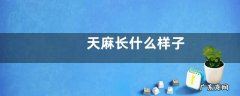 天麻长什么样子