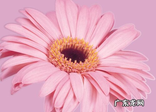 老师结婚送什么花合适