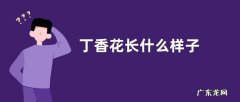 丁香花长什么样子