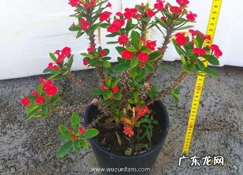 虎刺梅冬季怎么养开花多