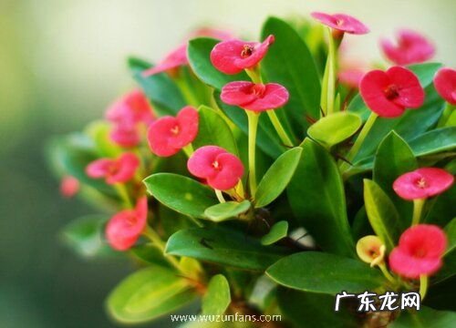 虎刺梅冬季怎么养开花多