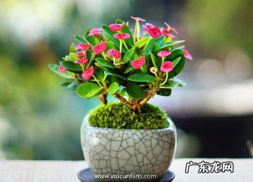 虎刺梅冬季怎么养开花多